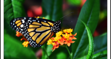 South Texas Natural Gas Pipeline Provides Flyway for Migratory Monarch Butterflies