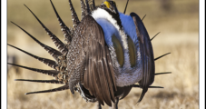 Environmental Groups’ Legal Victory Protects Sage Grouse, Marks Another Blow to Drilling on Federal Lands