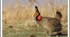 USFWS Seeking Enhanced Protections for Lesser Prairie-Chicken, which Calls Lower 48 Oil Patch Home