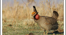 Lesser Prairie-Chicken Listed as Endangered or Threatened in Five States, Posing Oil and Natural Gas Hurdles
