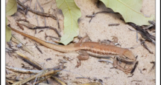 Permian’s Dunes Sagebrush Lizard Proposed for Endangered Species List